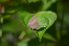 Surendra quercetorum