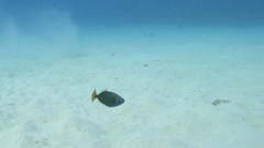 Sufflamen chrysopterum