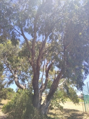 Eucalyptus gomphocephala