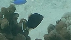 Sufflamen chrysopterum