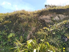 Aciphylla squarrosa