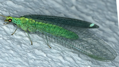 Apertochrysa edwardsi