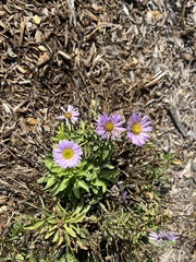Erigeron glaucus