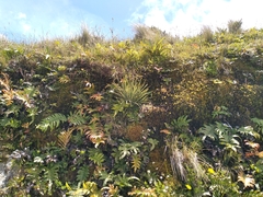 Aciphylla squarrosa