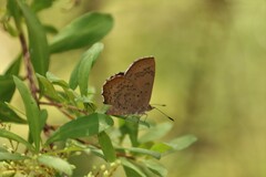 Paralucia pyrodiscus lucida
