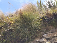 Aciphylla squarrosa