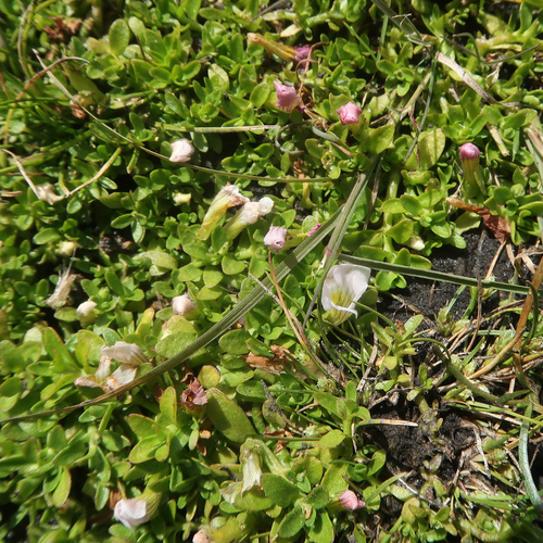 Image of Gratiola nana by no rights reserved