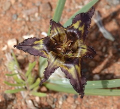 Ferraria variabilis