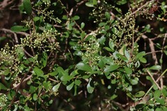 Bursaria spinosa spinosa