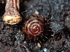 Aeschrodomus stipulata