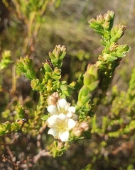 Diosma