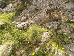 Aciphylla squarrosa
