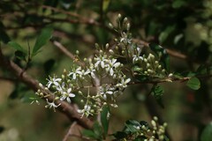 Bursaria spinosa spinosa