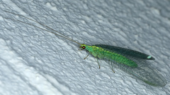 Apertochrysa edwardsi