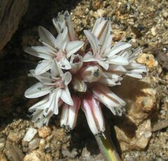 Allium burlewii
