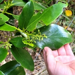 Griselinia lucida