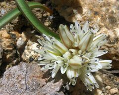 Allium burlewii