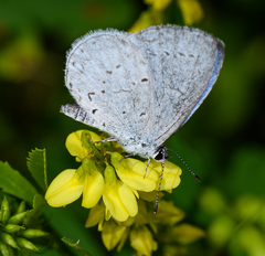 Celastrina neglecta