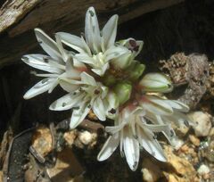 Allium burlewii