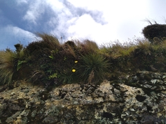Aciphylla squarrosa