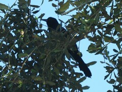Quiscalus major