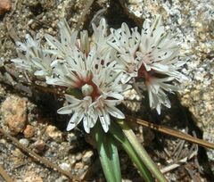 Allium burlewii