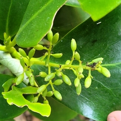 Griselinia lucida