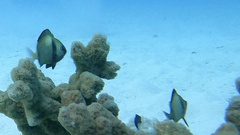 Dascyllus reticulatus