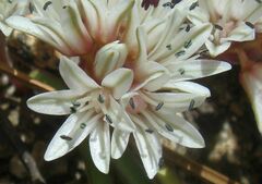Allium burlewii