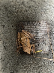 Polypedates megacephalus