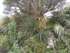 Aciphylla squarrosa