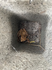 Polypedates megacephalus