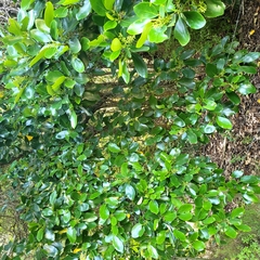 Griselinia lucida