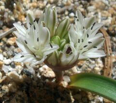 Allium burlewii