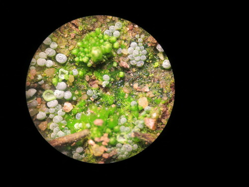Botrydium wallrothii, 2016-01-29