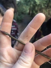 Euonymus occidentalis