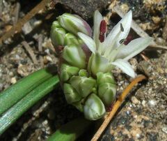 Allium burlewii