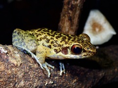 Pulchrana moellendorffi
