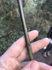 Euonymus occidentalis