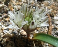 Allium burlewii