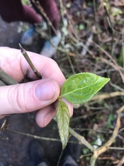Euonymus occidentalis