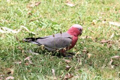 Eolophus roseicapilla albiceps