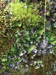 Peltigera britannica