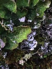 Peltigera britannica