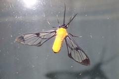 Cosmosoma impudica