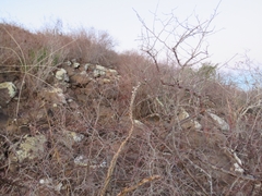 Peniocereus marianus