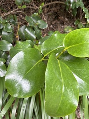 Griselinia lucida