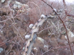 Peniocereus marianus