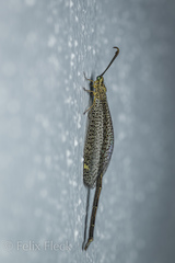 Brachynemurus