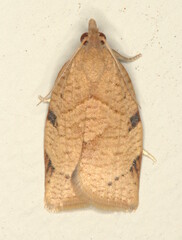 Choristoneura heliaspis